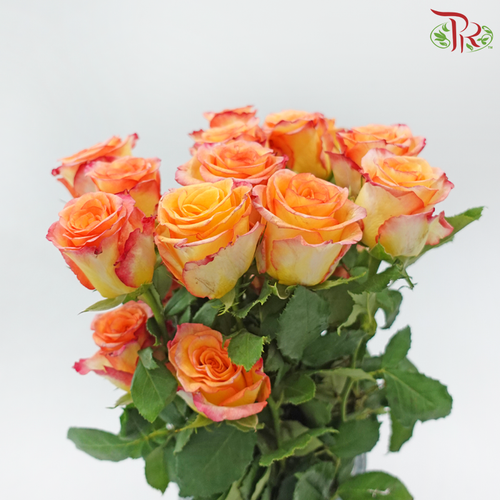 Rose Premium