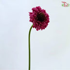 Scabiosa