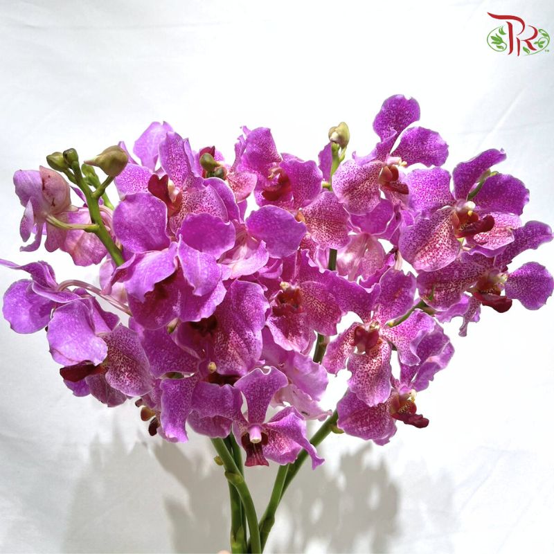 Orchid Vanda