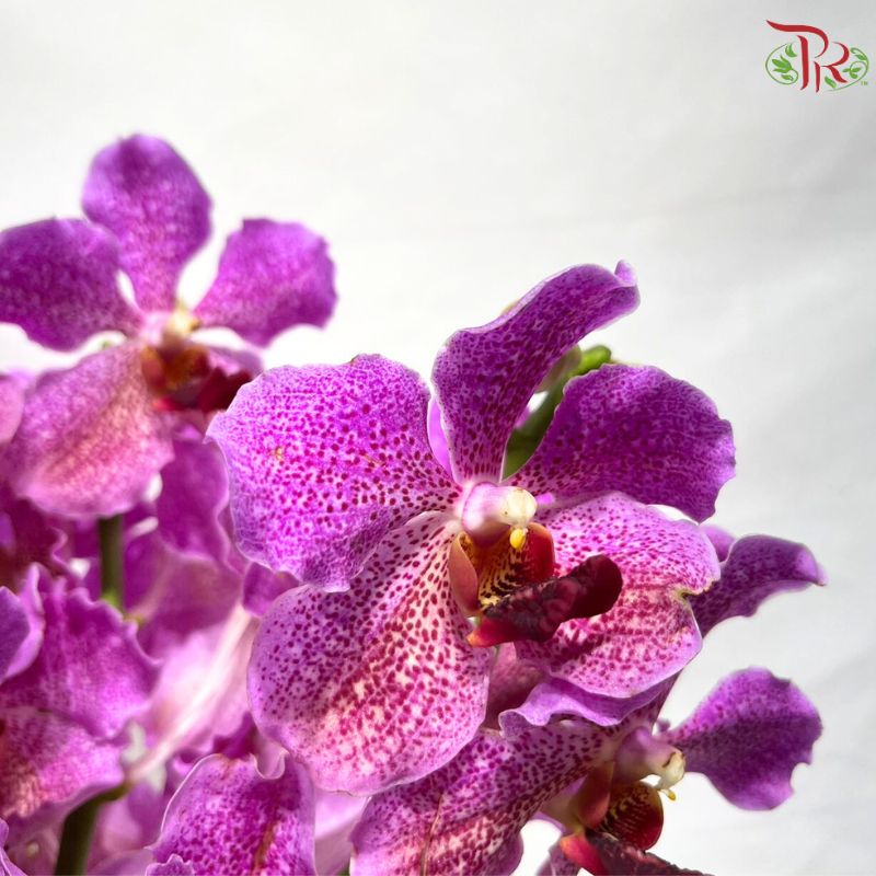 Orchid Vanda