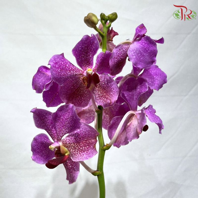 Orchid Vanda