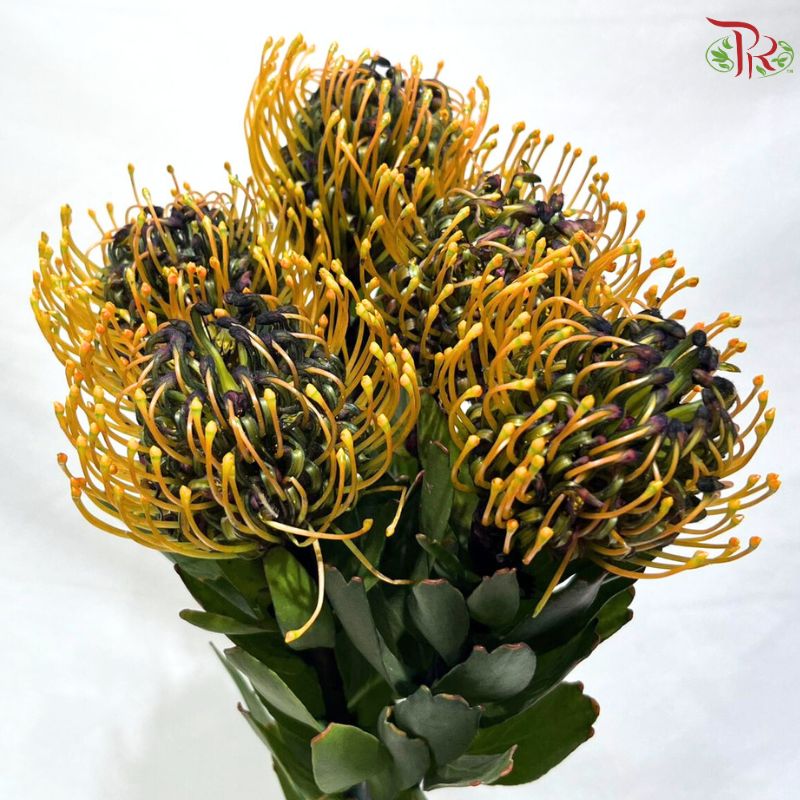 Leucospermum
