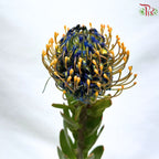 Leucospermum