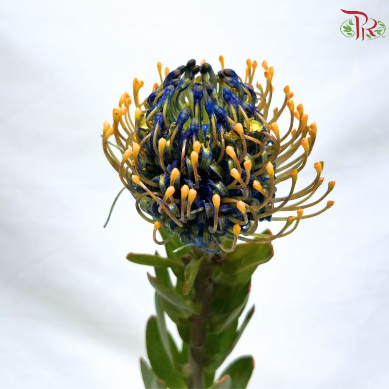 Leucospermum