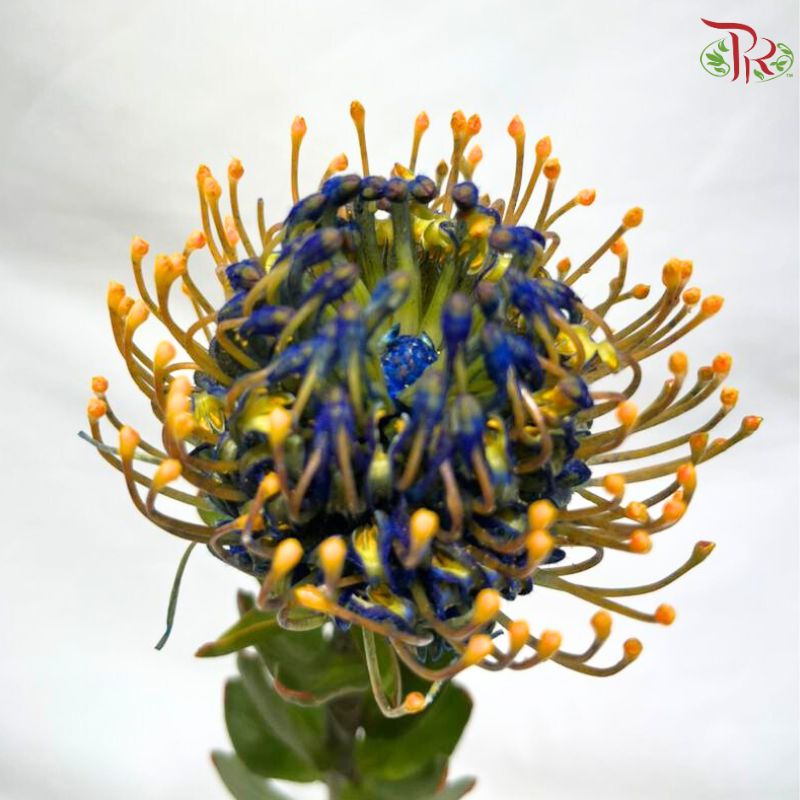 Leucospermum
