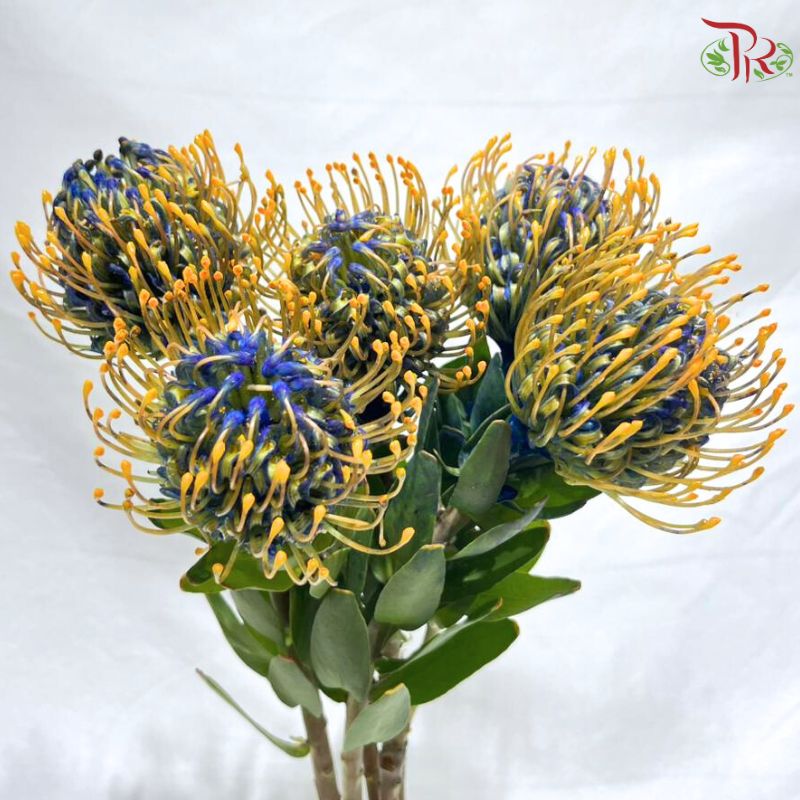 Leucospermum