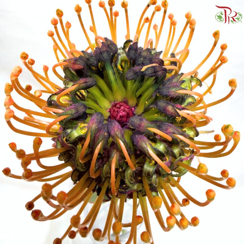 Leucospermum