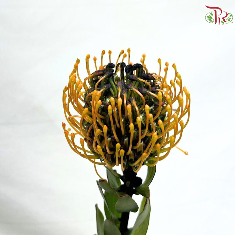 Leucospermum