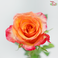 Rose Premium