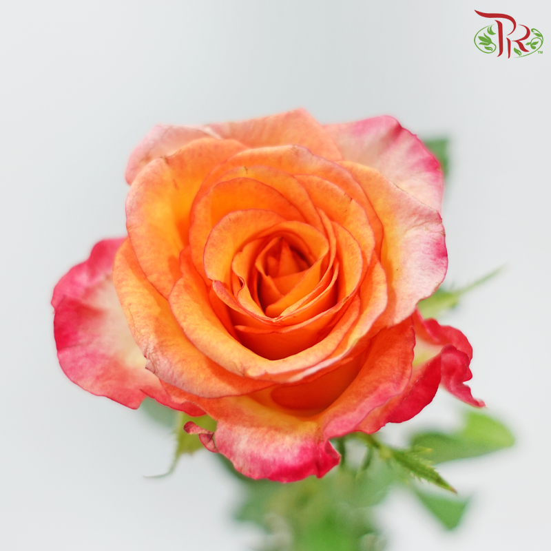 Rose Premium