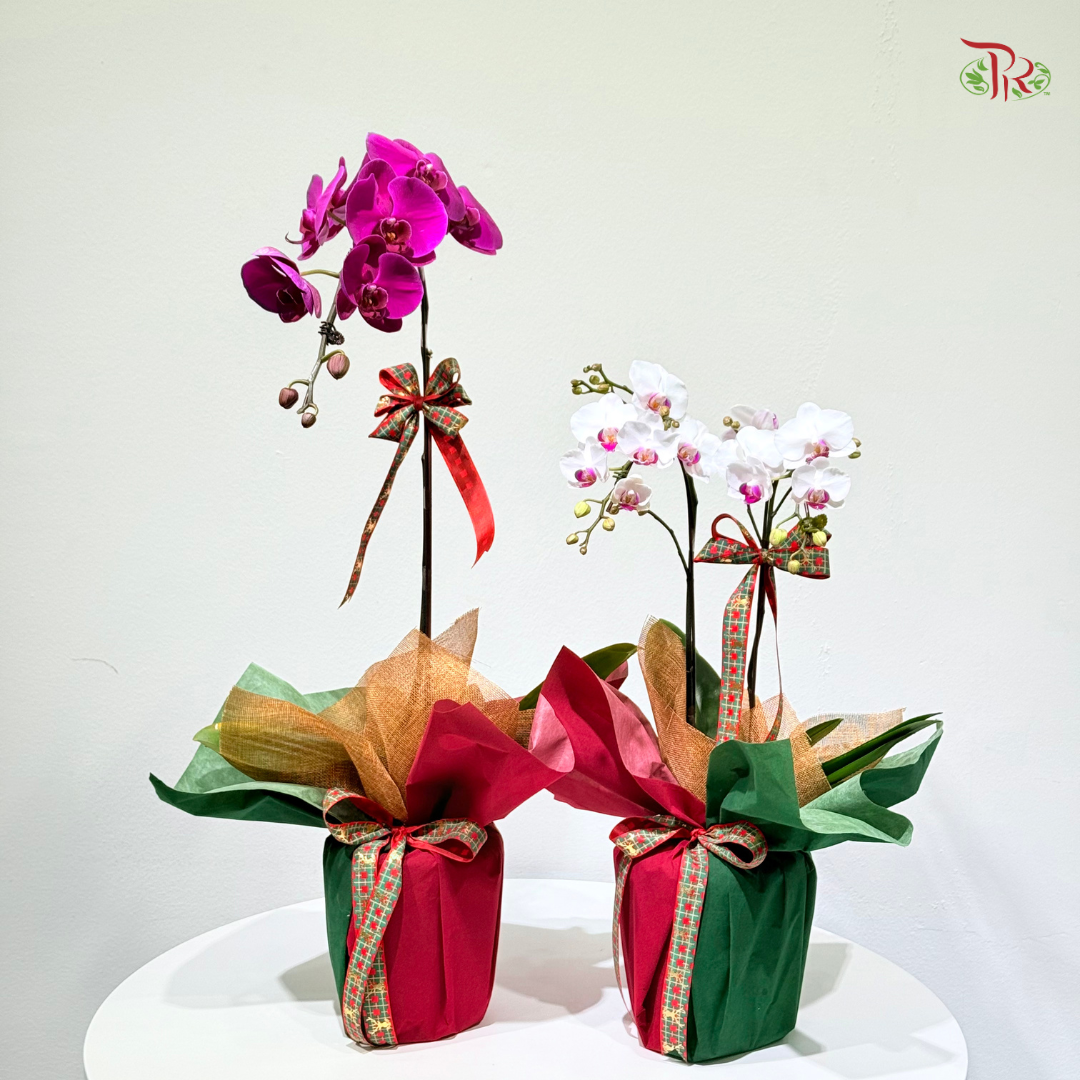 【XMAS 2025】Festive Harmony 圣诞和韵