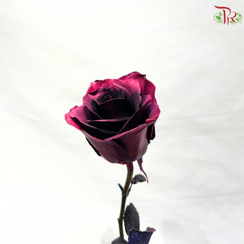 Ceres Rose Dyed Mondial