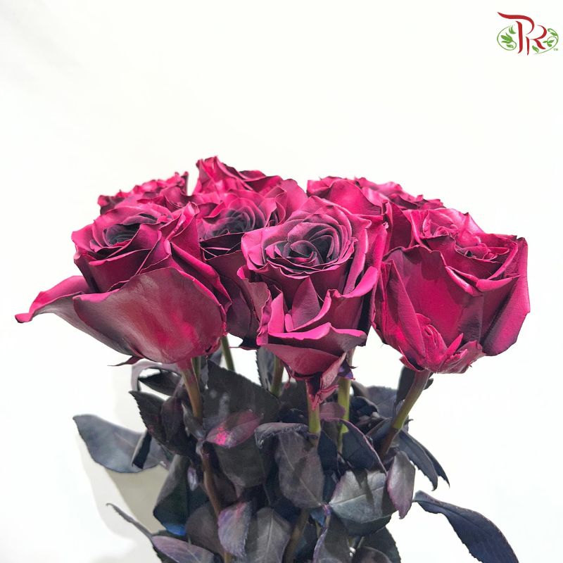 Ceres Rose Dyed Mondial