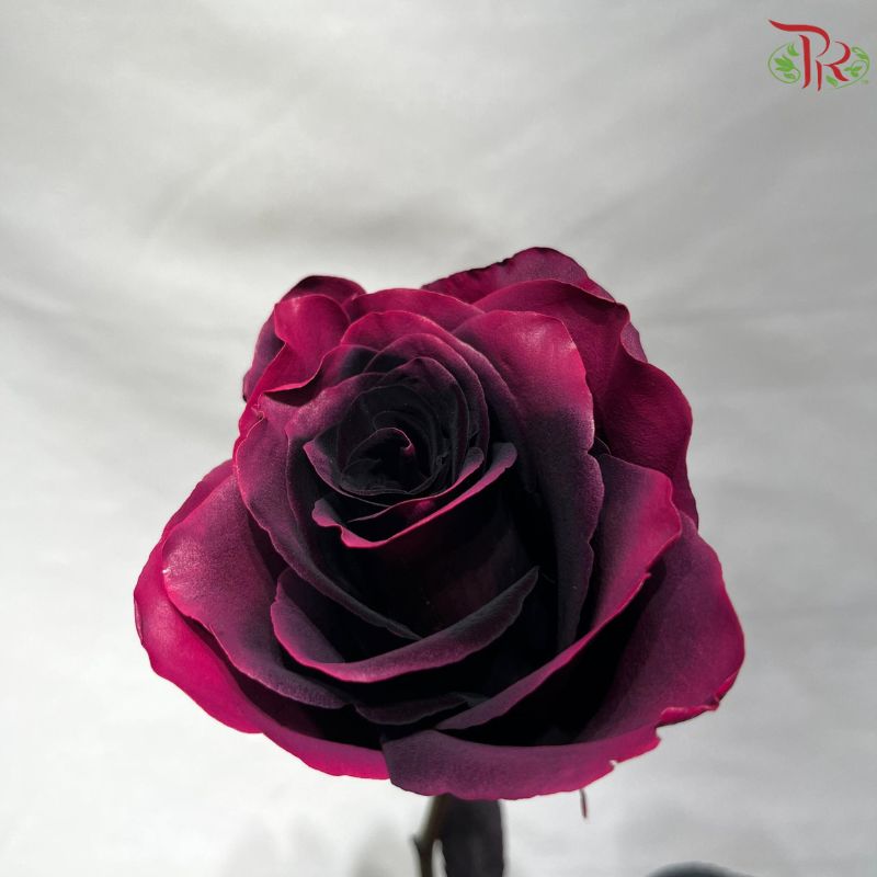 Ceres Rose Dyed Mondial