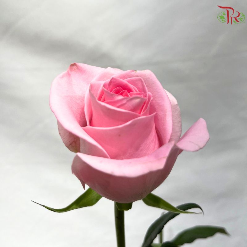 Ceres Rose