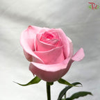 Ceres Rose