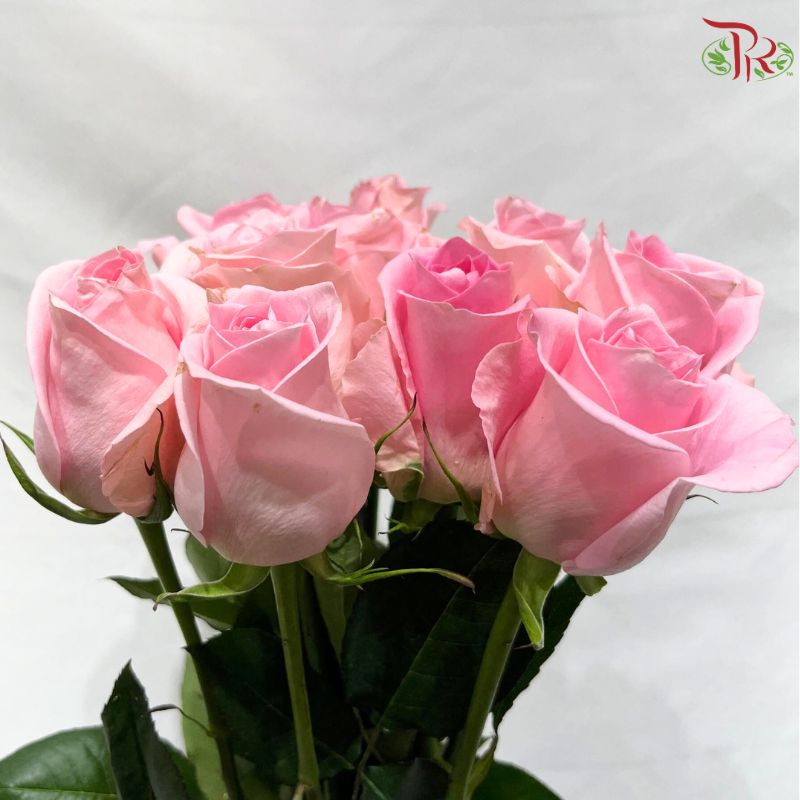 Ceres Rose