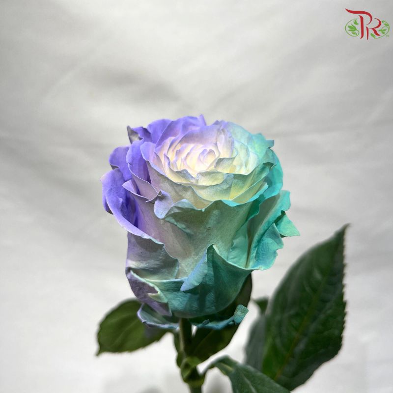 Ceres Rose Dyed Mondial