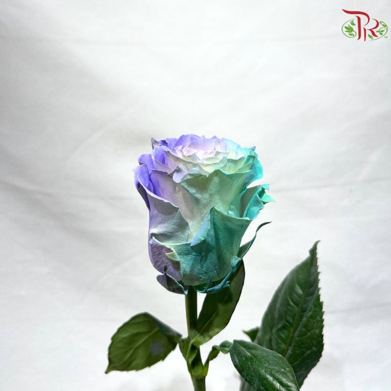 Ceres Rose Dyed Mondial