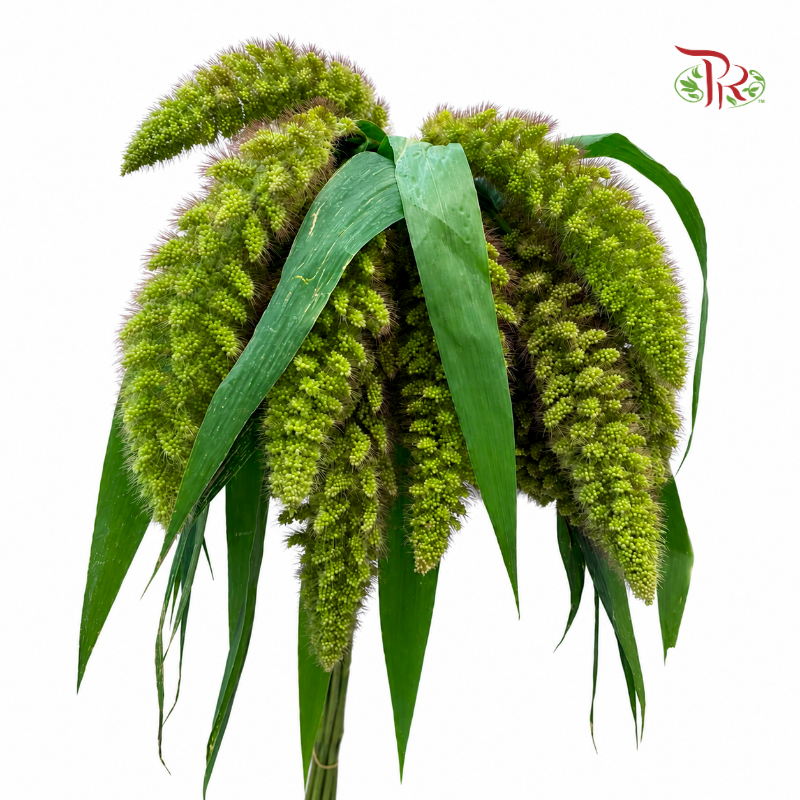 Setaria Italica