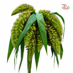 Setaria Italica