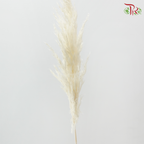Dry Wild Pampas Grass