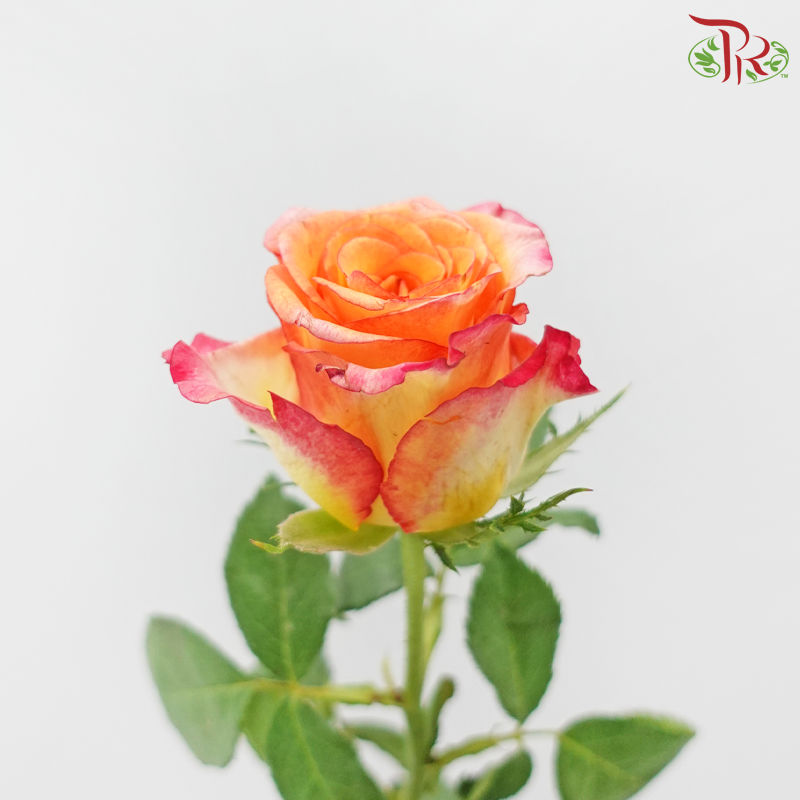 Rose Premium