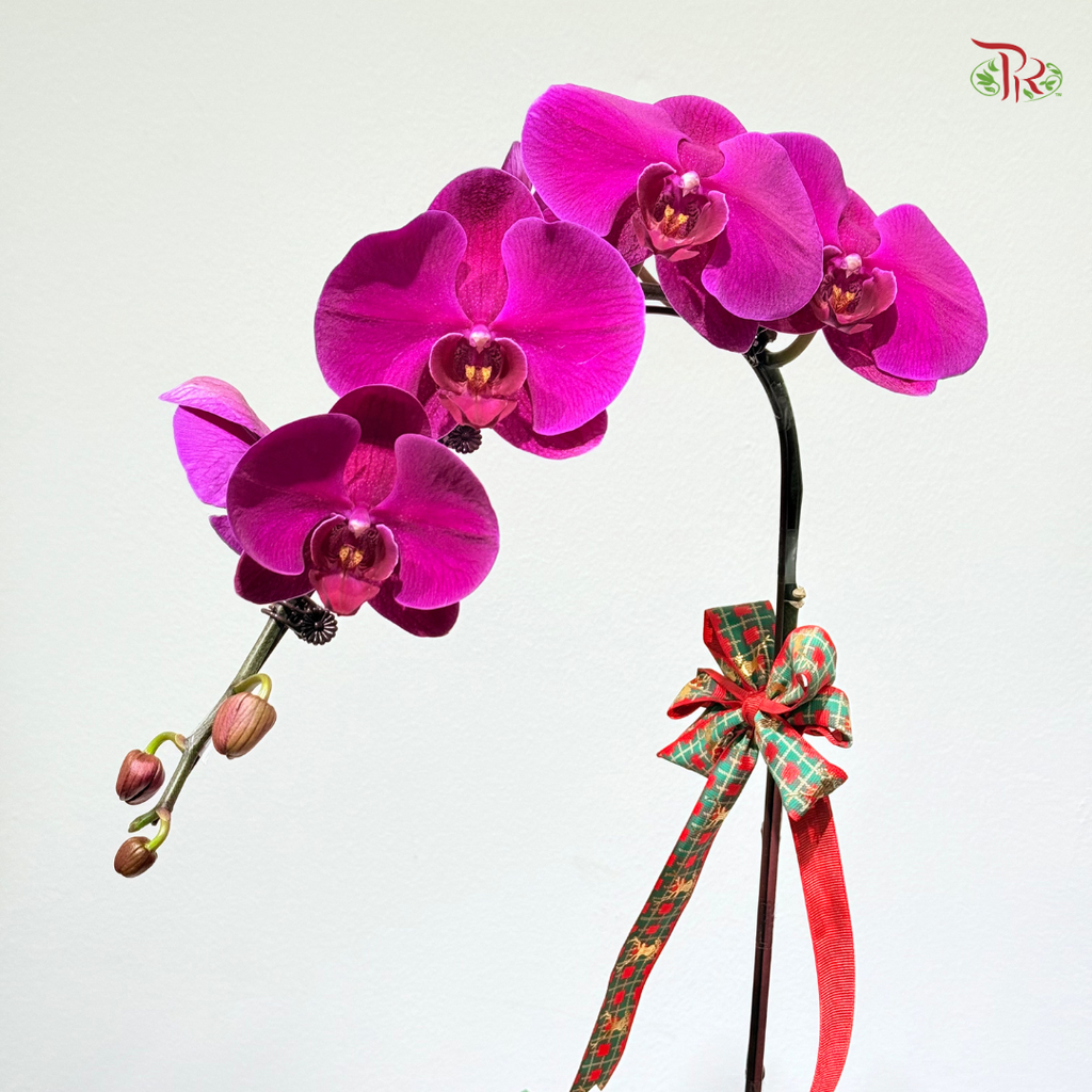 【XMAS 2025】Festive Harmony 圣诞和韵