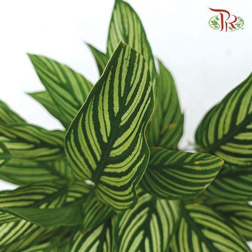Calathea Vittata《青纹竹芋》 - Pudu Ria Florist