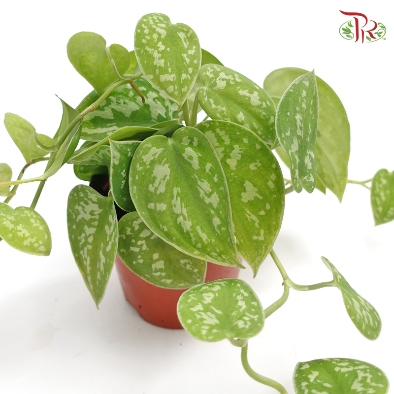 Scindapsus Pictus《小叶银斑葛》 - Pudu Ria Florist