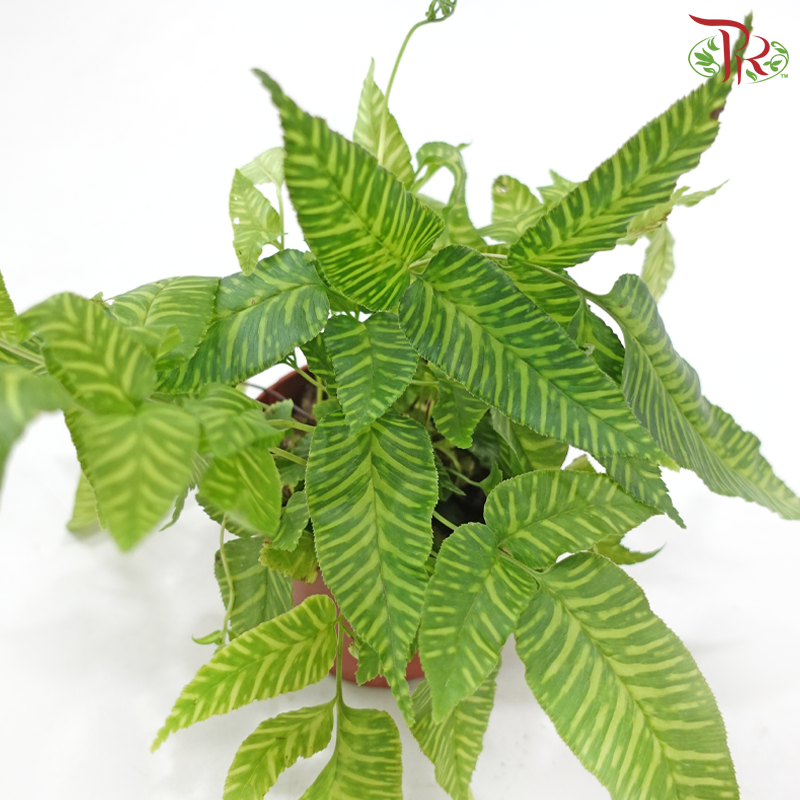 Coniogramme Emeiensis P120《峨眉凤蕨》