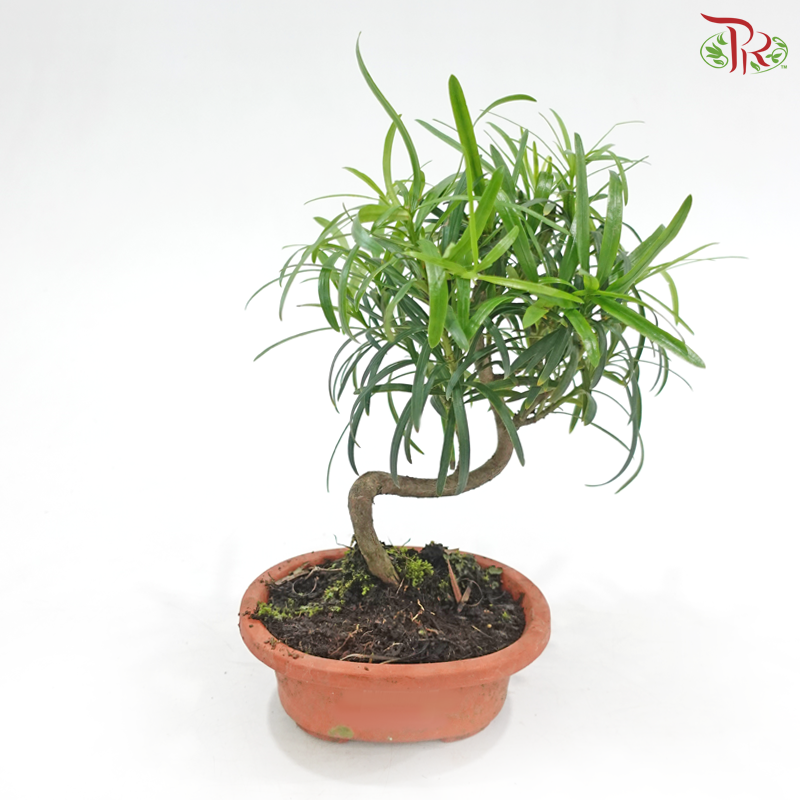 Podocarpus S《罗汉松》