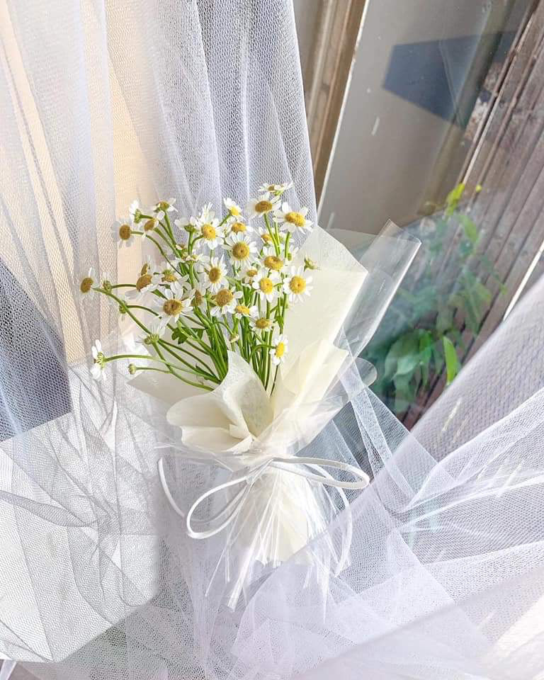 FRB081 VELVET ROPE 2 - Freesia