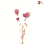 Preserved Scabiosa - Dusty Pink (Per Bunch) #9 - Pudu Ria Florist