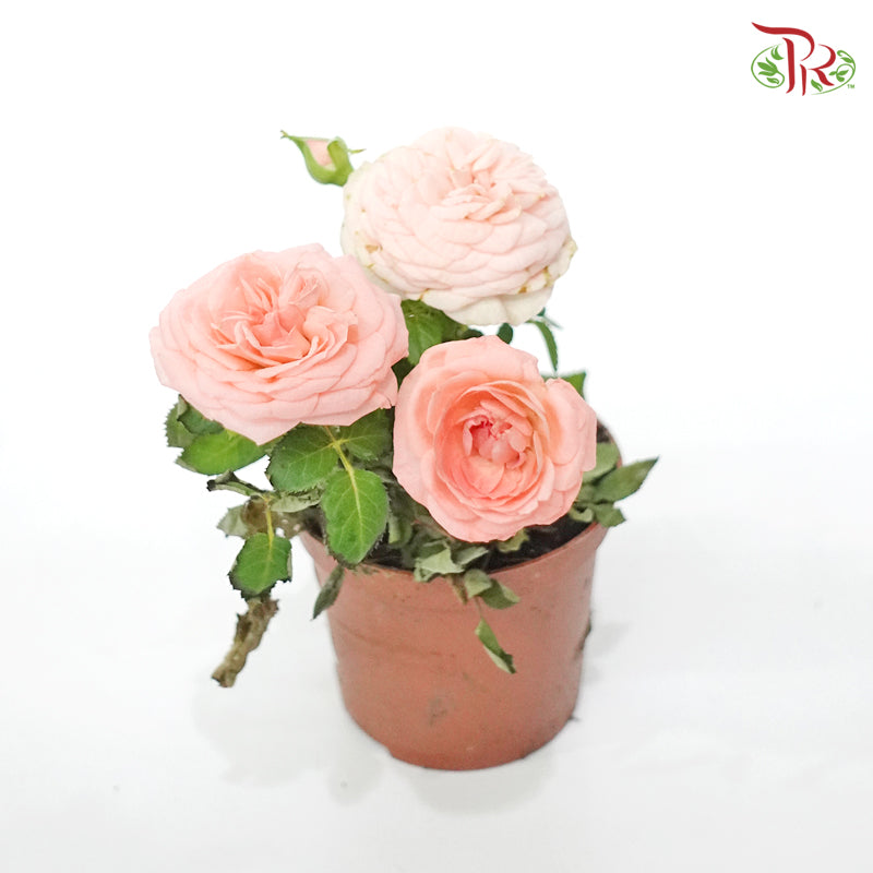 Rosa Pink Favourite 《蔷薇》   15cm - Pudu Ria Florist