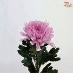 Anastasia / Net Mum Chrysanthemum