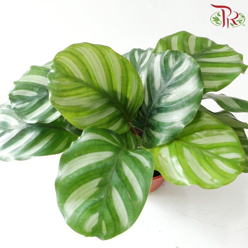Calathea Rotundifolia Fasciata P150《彩苹果竹芋》