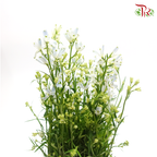 Delphinium Mini - Light Blue (Per Bunch) - Pudu Ria Florist
