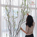 Salix《龙柳》