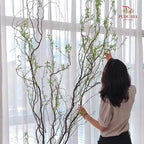 Salix《龙柳》