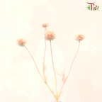 Preserved Scabiosa - Peach (Per Bunch) #1 - Pudu Ria Florist