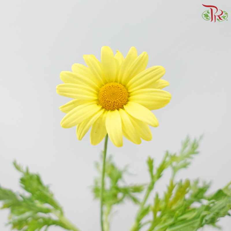 Leucanthemum