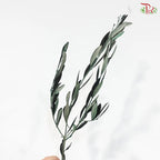 Olive Leaf Preserved - Dyed Dark Green (Per Bunch)