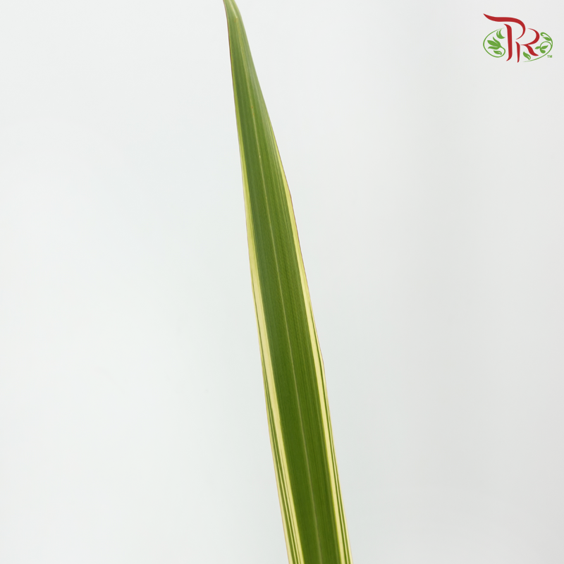 Sisal Hemp《剑麻叶》