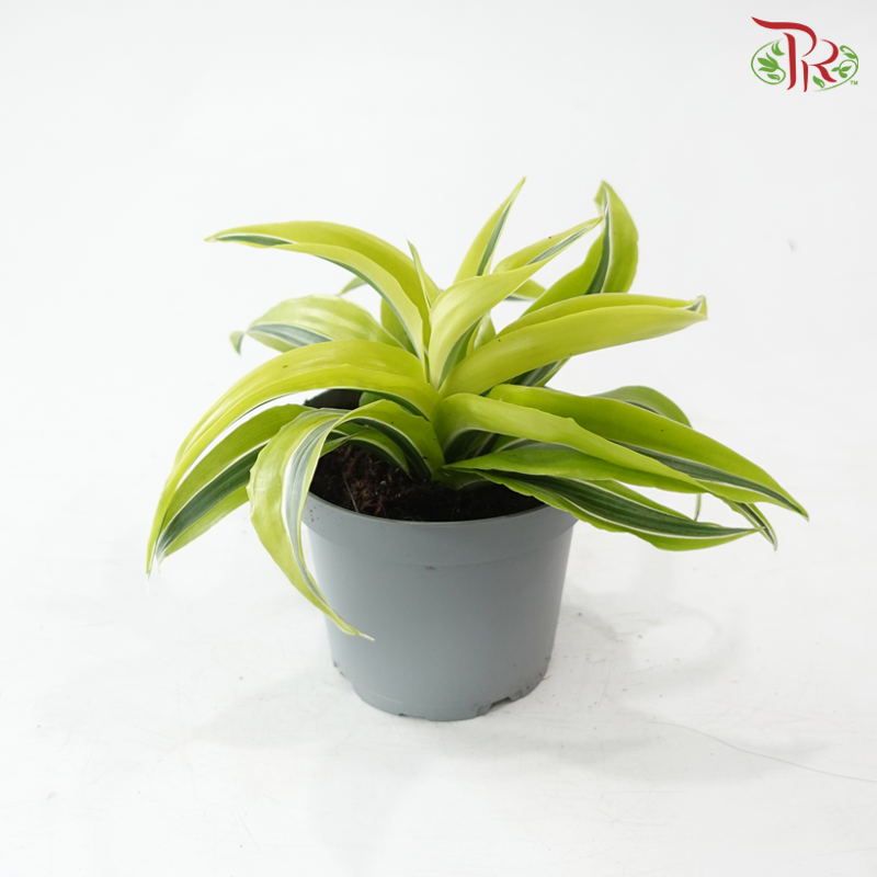 Dracaena  Fragrance《铁树 巴西木》(Random Choose Plant)