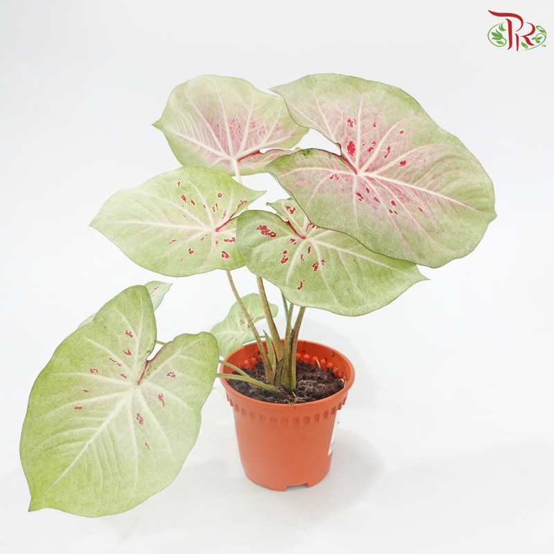 Caladium Pink Lady《彩芋》