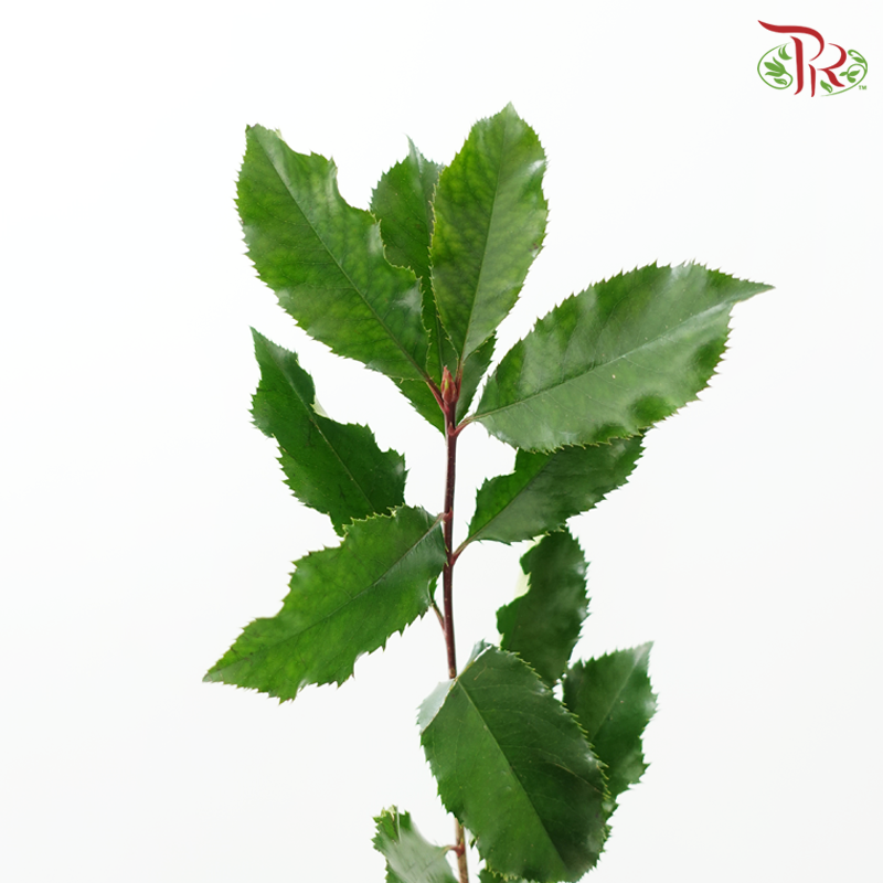 Photinia Red Leaf