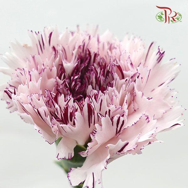 Carnation - Jupiter (10 Stems) - Pudu Ria Florist
