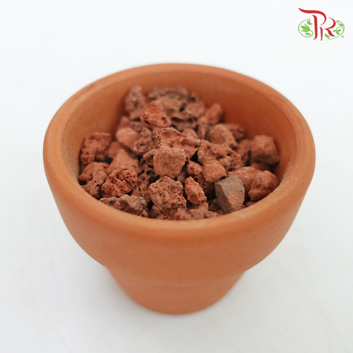 Volcanic rock - Red 火山岩 - Pudu Ria Florist