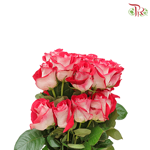 Ceres Rose - Bluez (25 stems) - Pudu Ria Florist